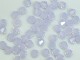 #5301 4mm VIOLET OPAL